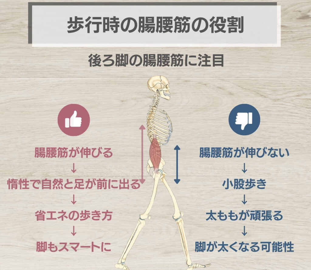 歩行時の腸腰筋の役割