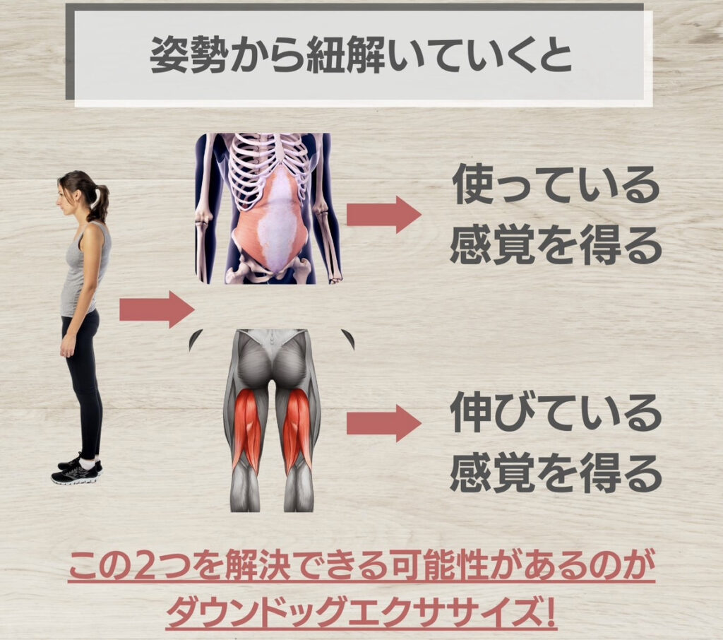 姿勢から筋肉を紐解くと