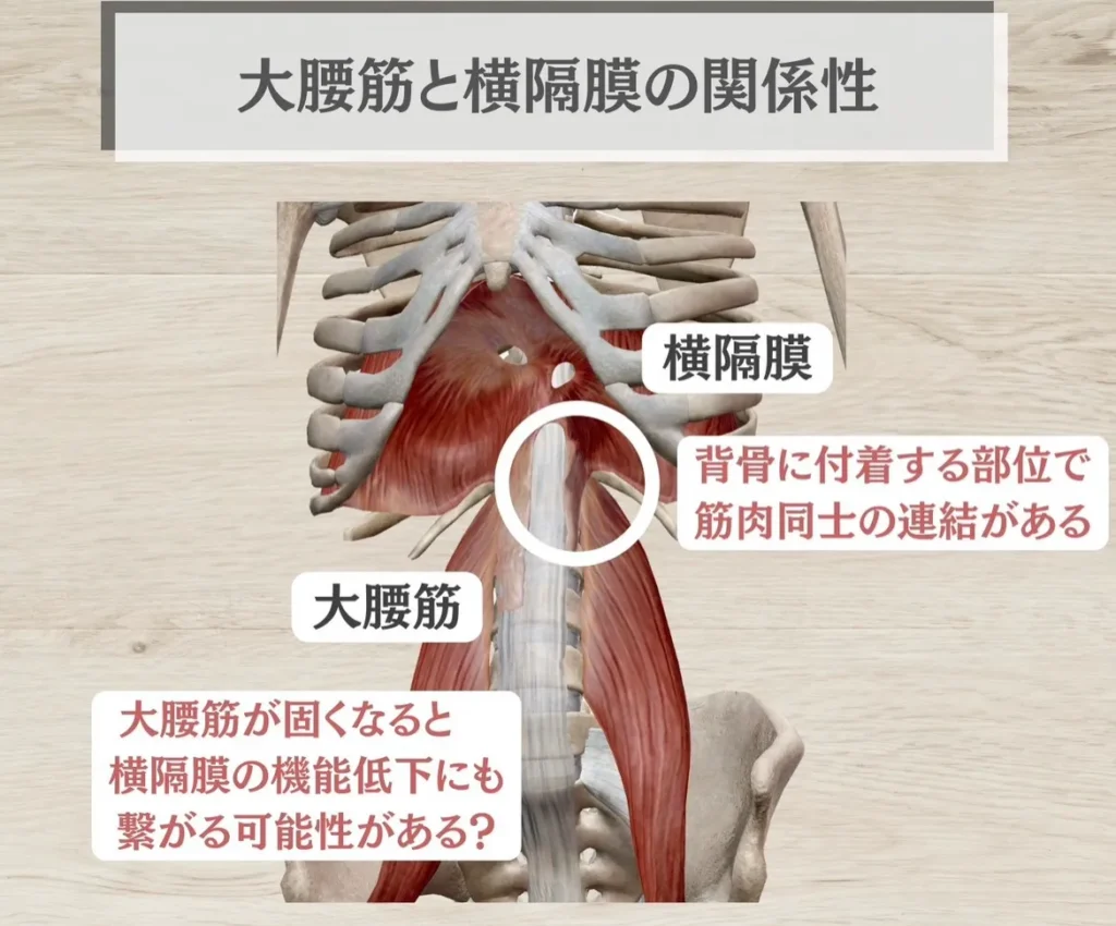 大腰筋と横隔膜の関係性