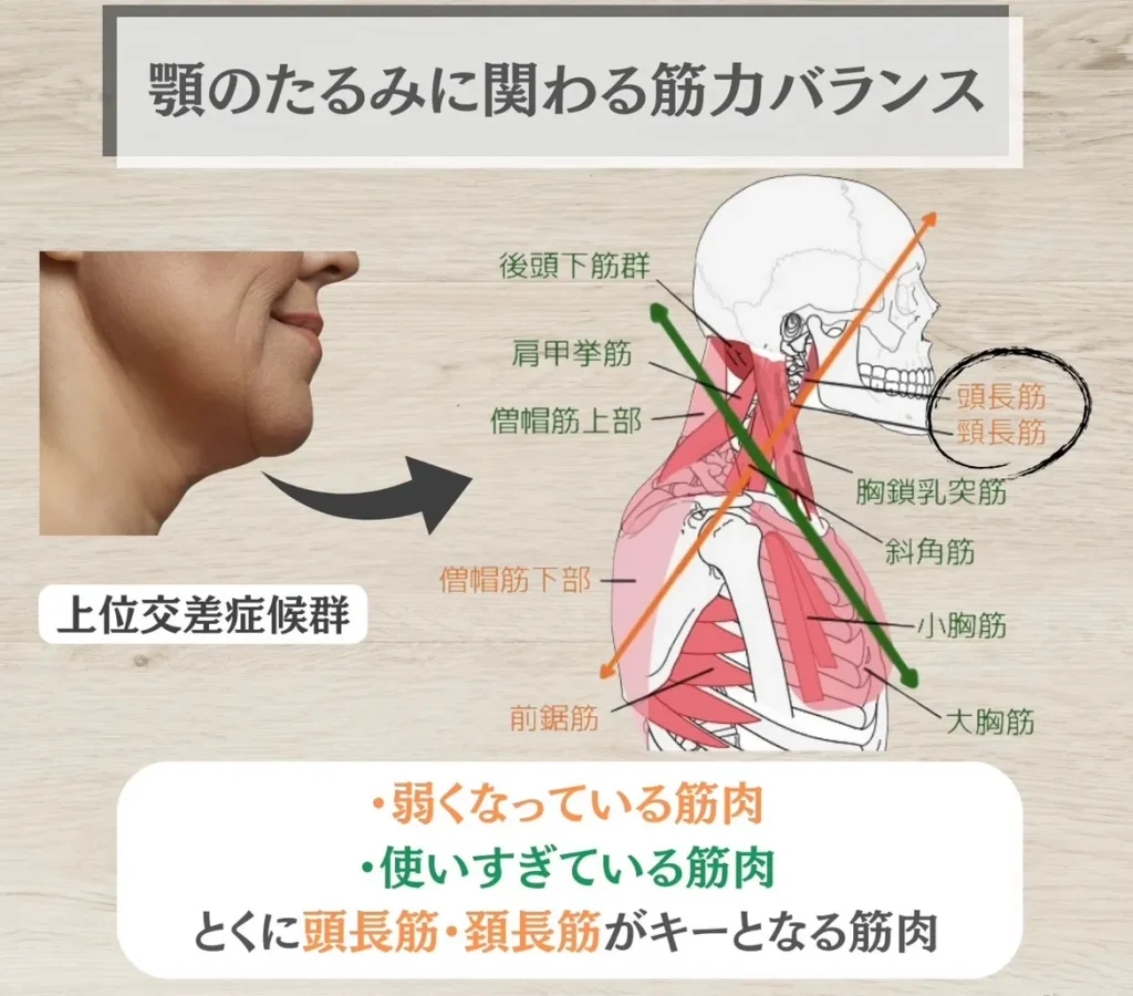 顎のたるみに関わる筋肉のバランス