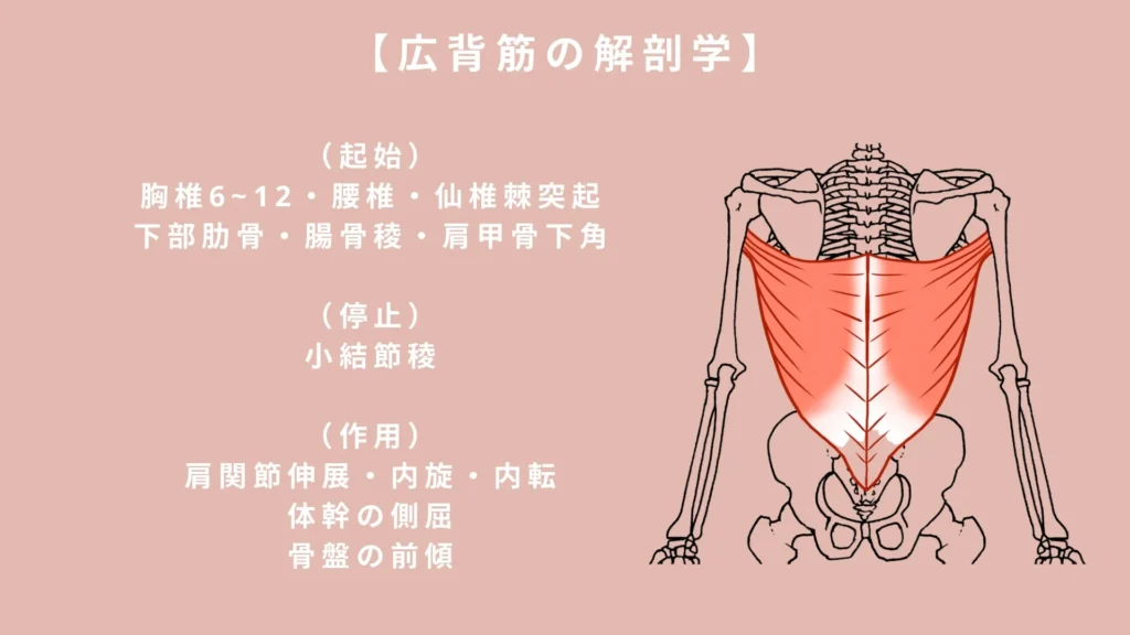 広背筋の解剖学