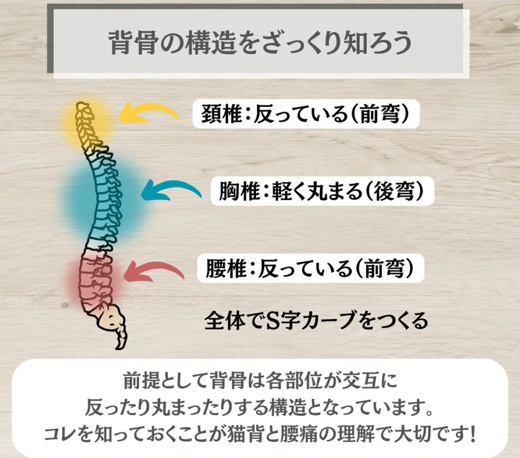 背骨の構造はS字カーブ