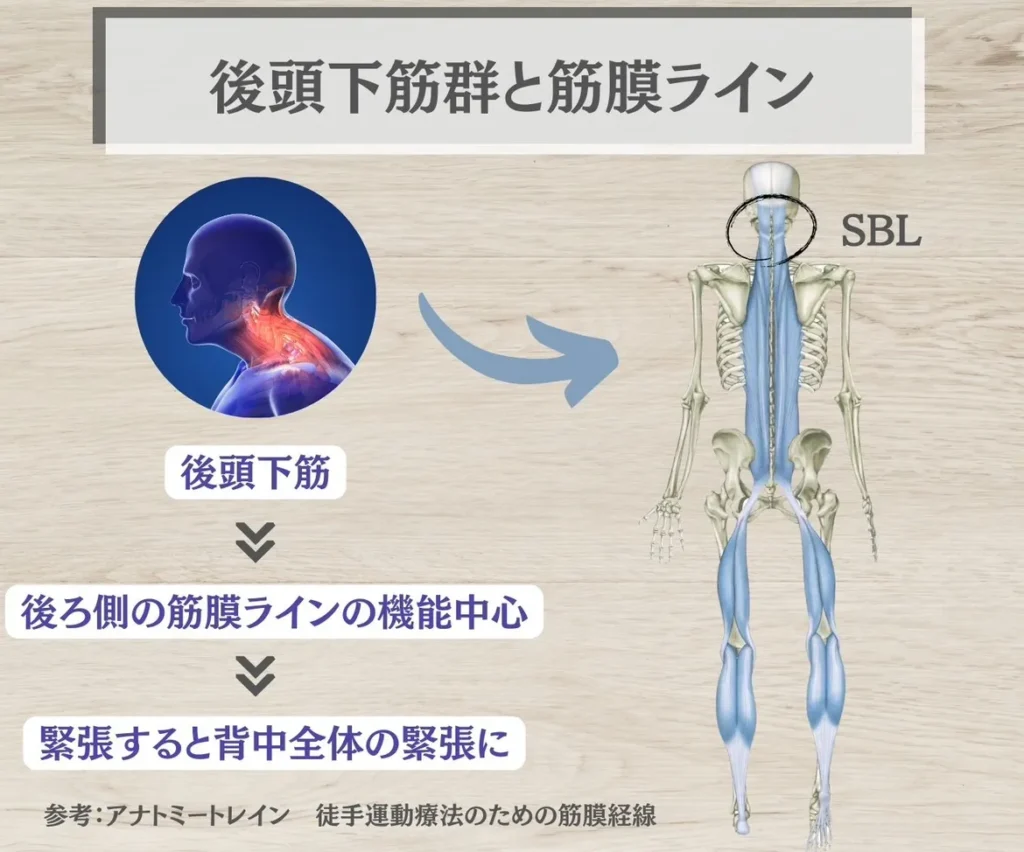 後頭下筋群と筋膜ライン