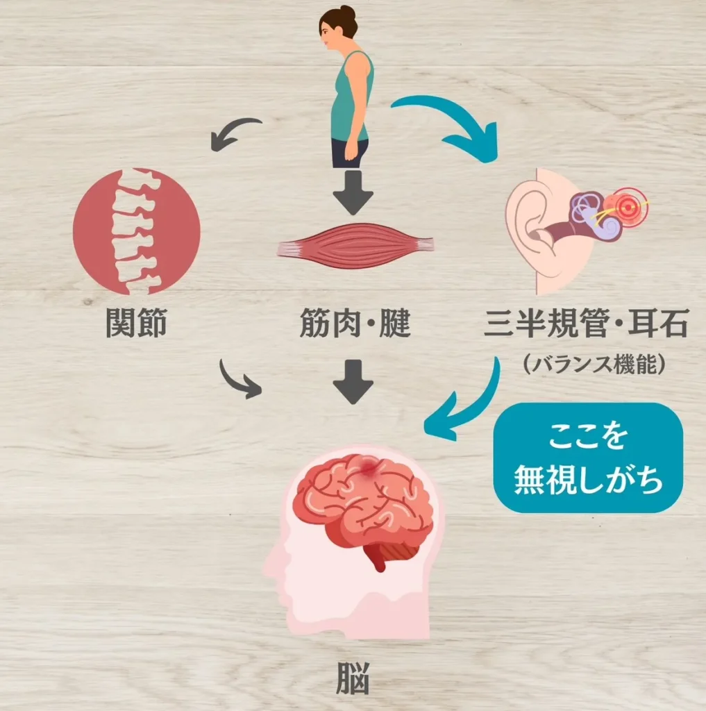 姿勢に関わるバランスセンサーを刺激しよう