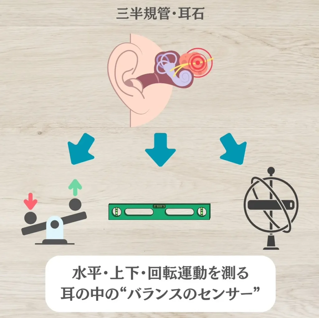 三半規管・耳石器を簡単に解説すると