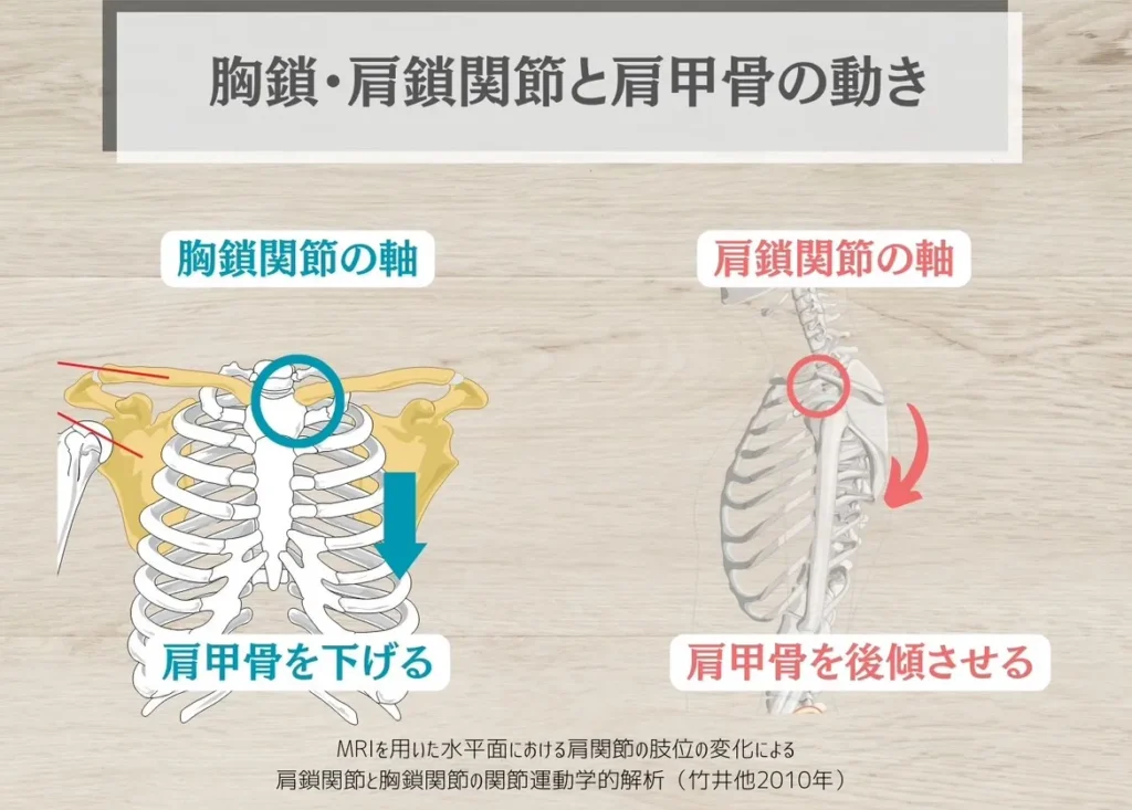 胸鎖関節・肩鎖関節と肩甲骨の動き