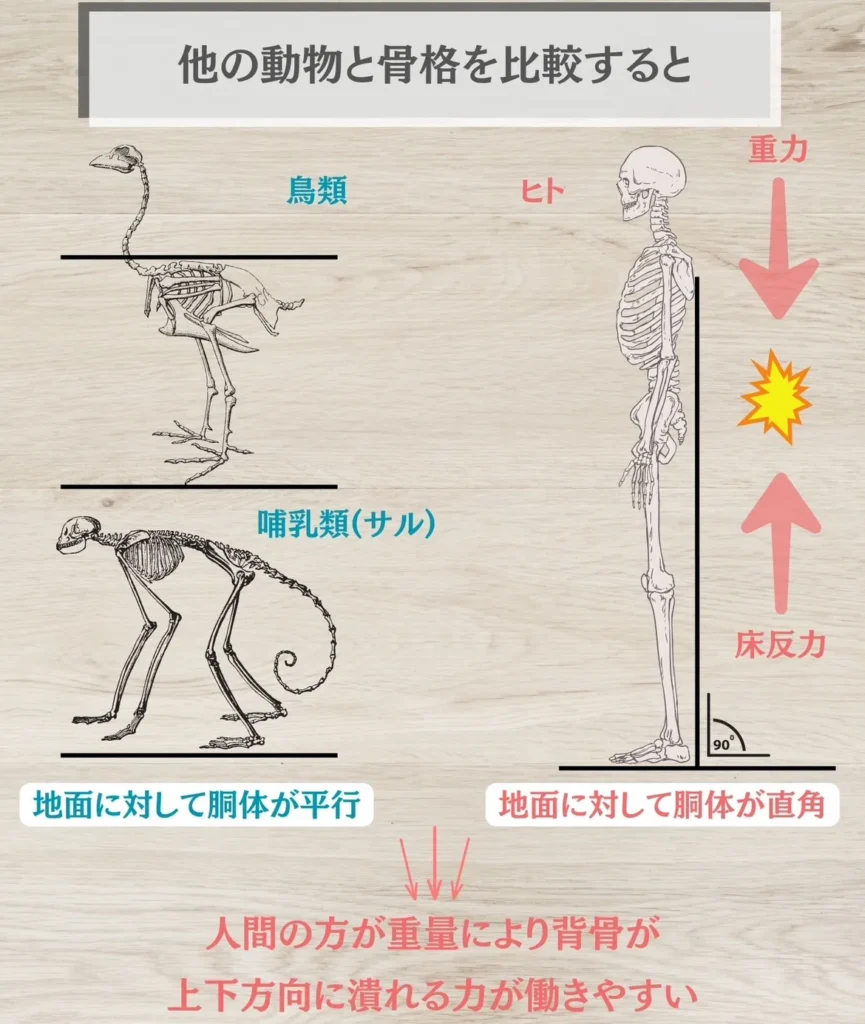 人間と他の動物の骨格を比較すると