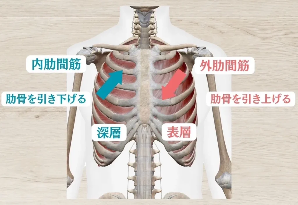 肋骨の筋肉を解説