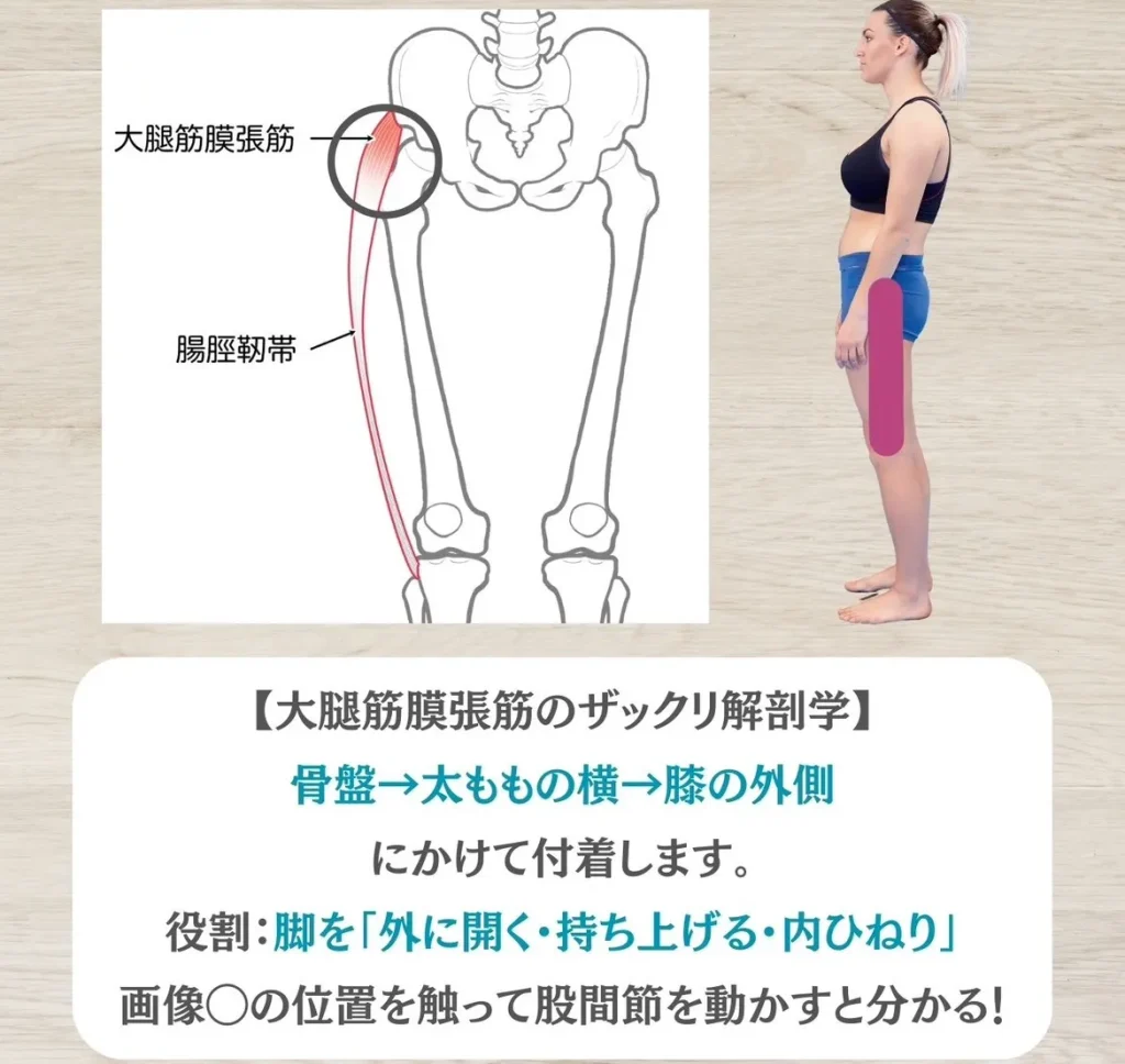 大腿筋膜張筋の場所