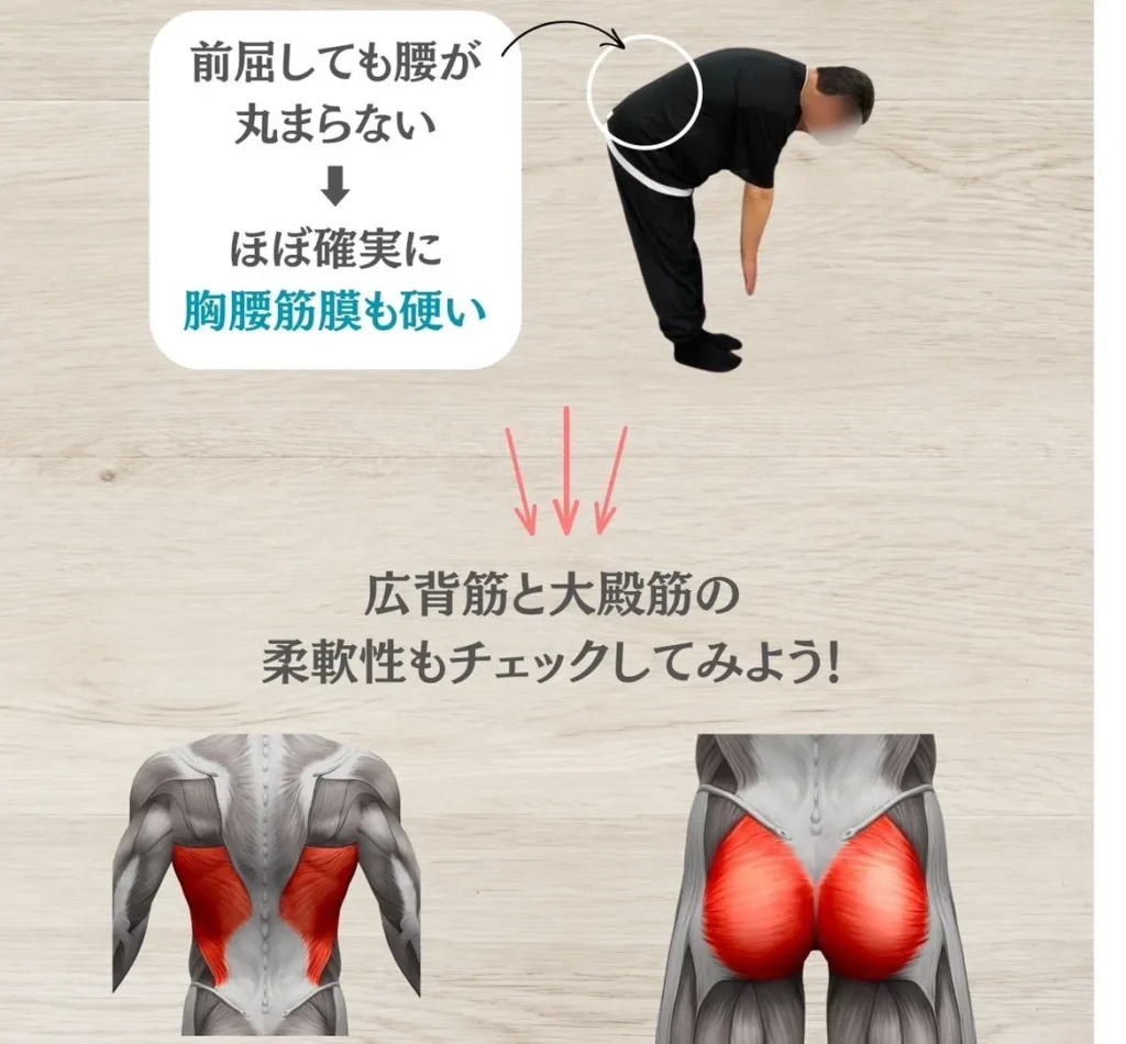 胸腰筋膜の硬さをチェック