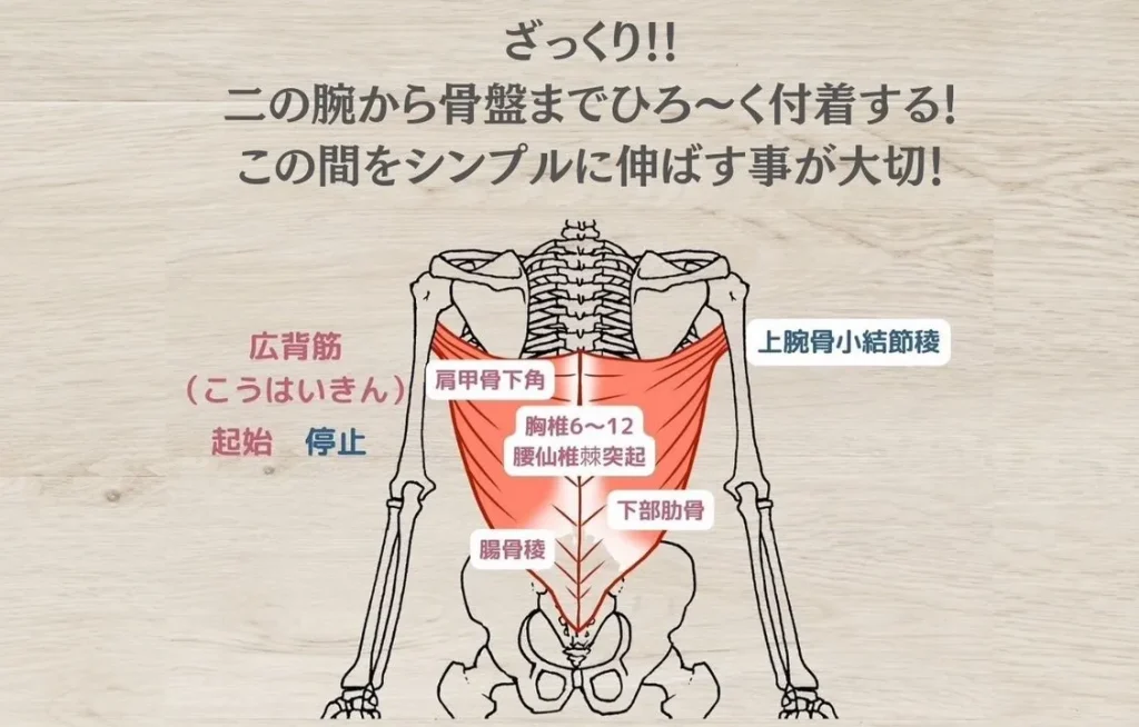 広背筋の超ざっくりな解剖学