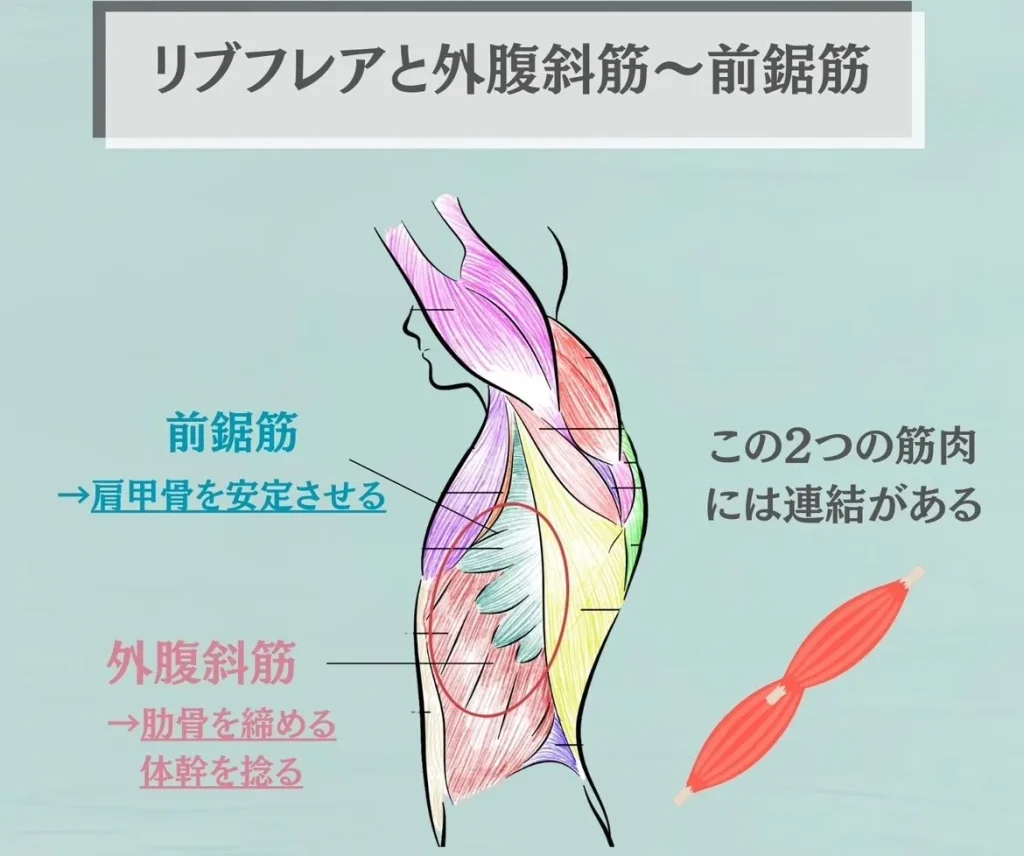 リブフレアと外腹斜筋〜前鋸筋