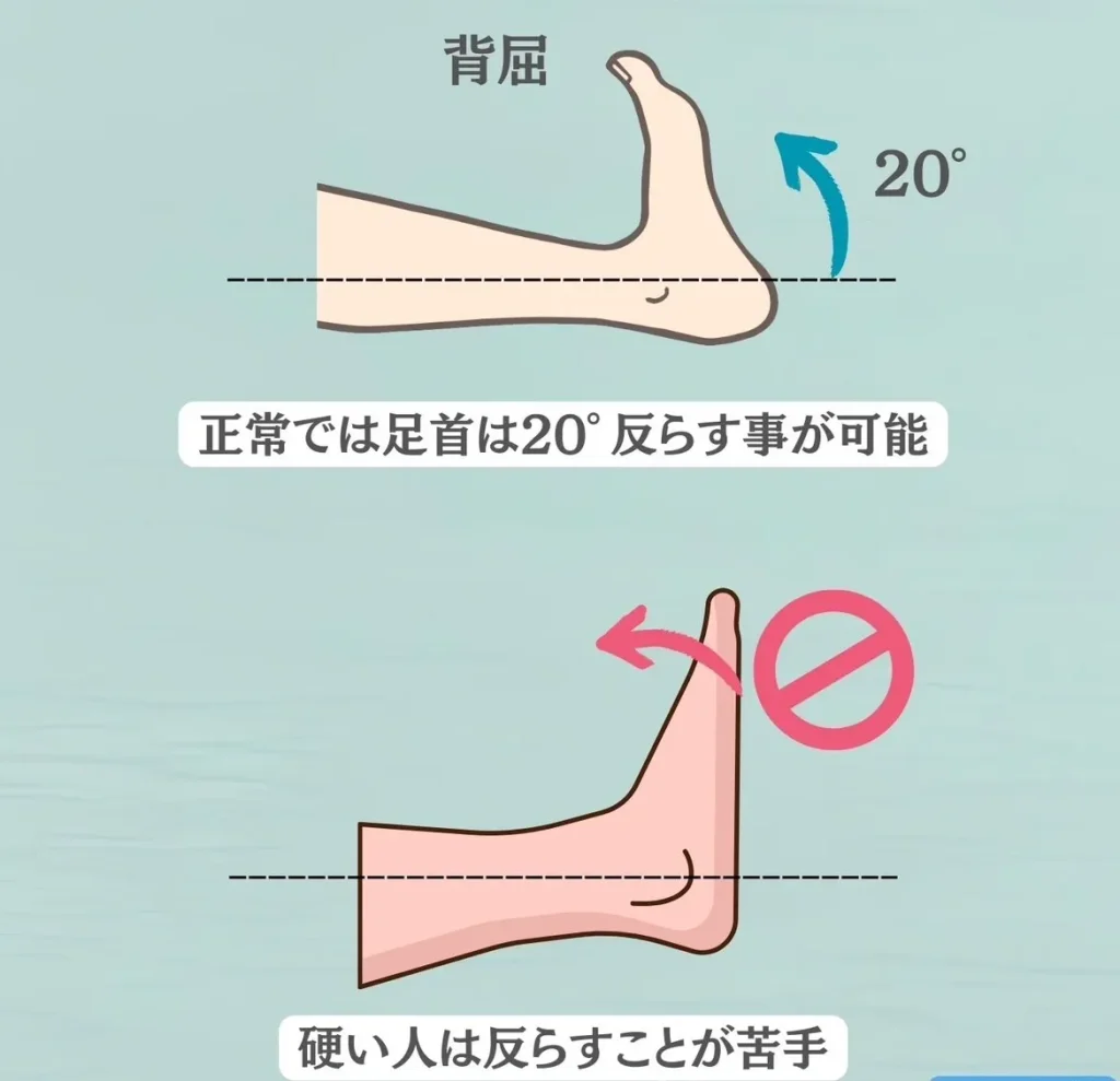 足首の参考可動域