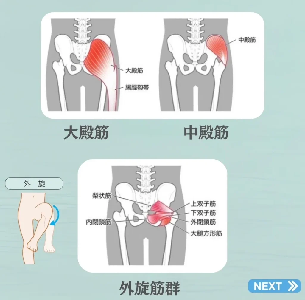 お尻の筋肉が外旋を担う