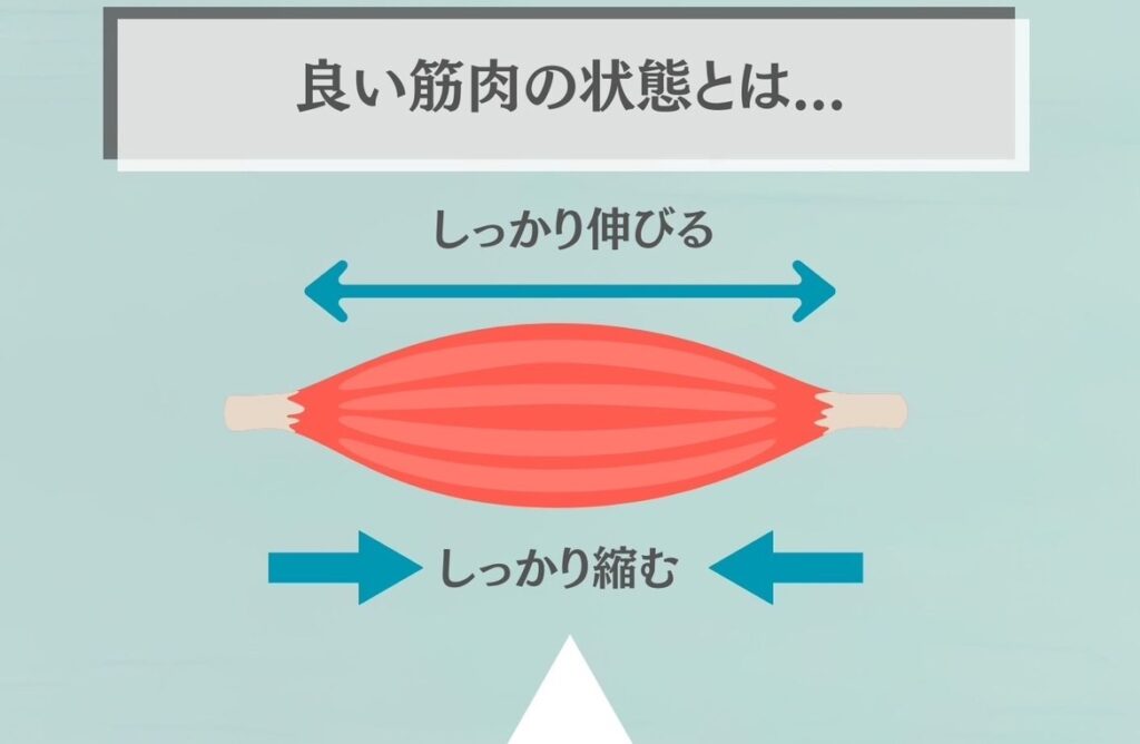 良い筋肉の状態とは？