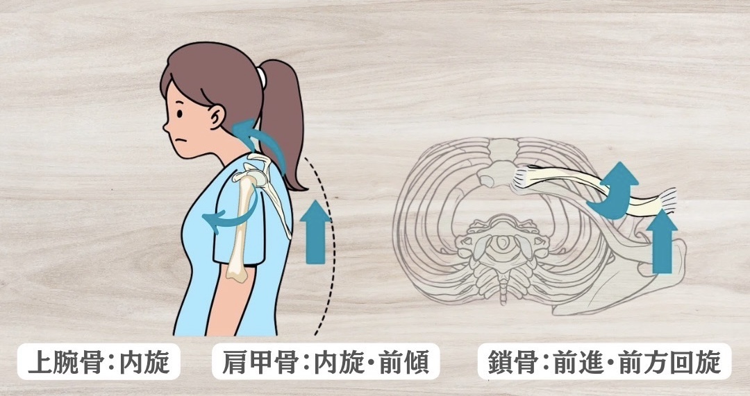 巻き肩を解剖