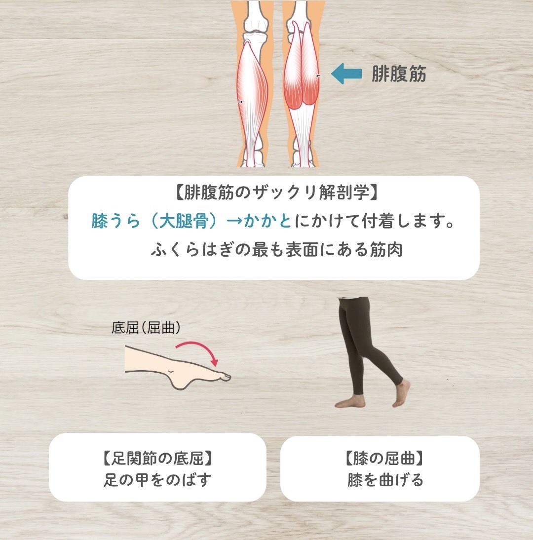 腓腹筋の解剖学