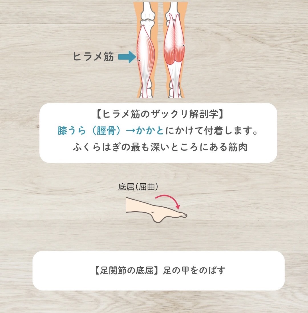 ヒラメ筋の解剖学