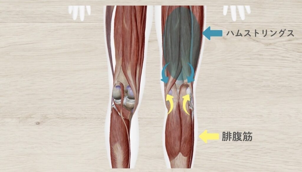 ハムストリングに入りこむ腓腹筋