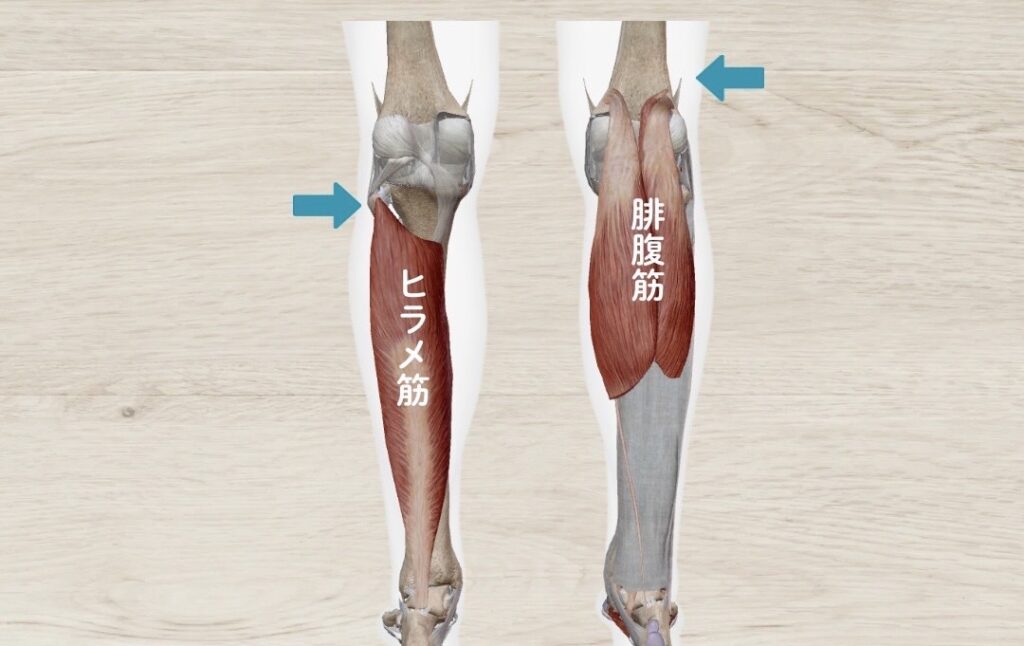 腓腹筋とヒラメ筋の違い