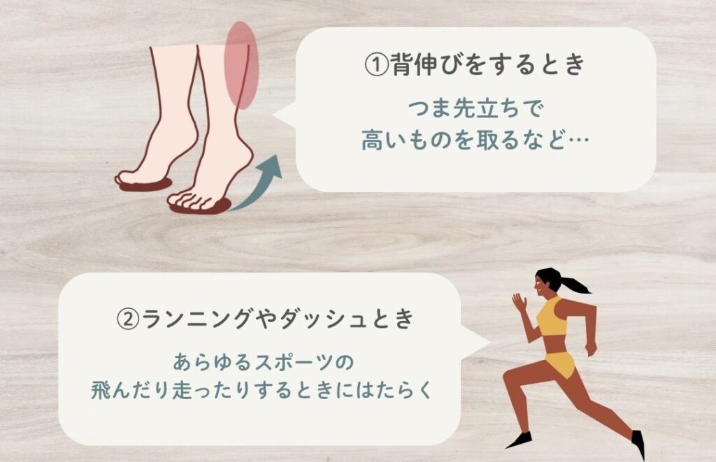 日常生活でのふくらはぎの活躍
