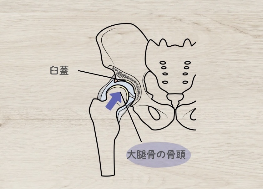 外旋筋群のはたらき