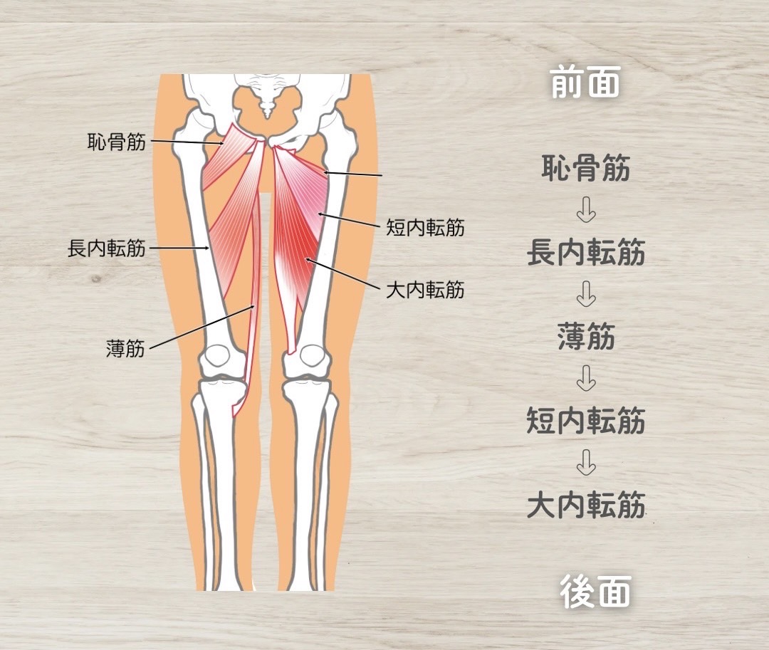 股関節の内転筋