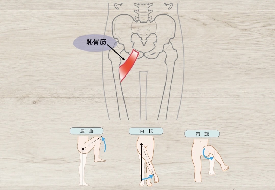 恥骨筋
