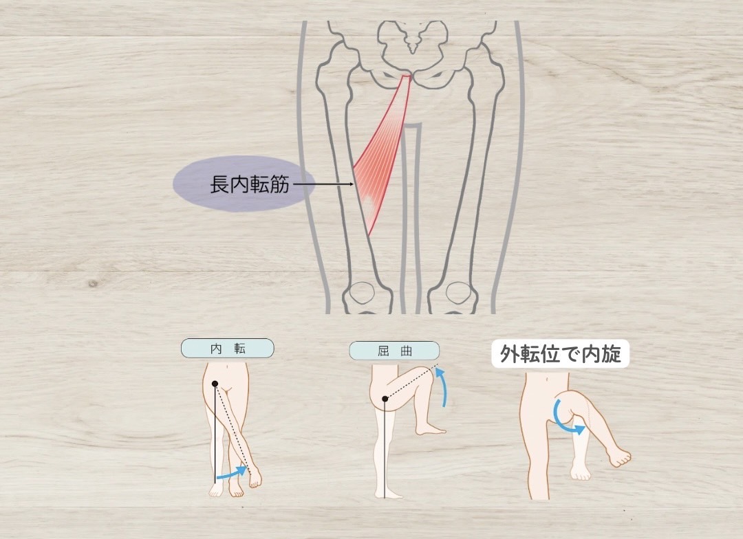 長内転筋