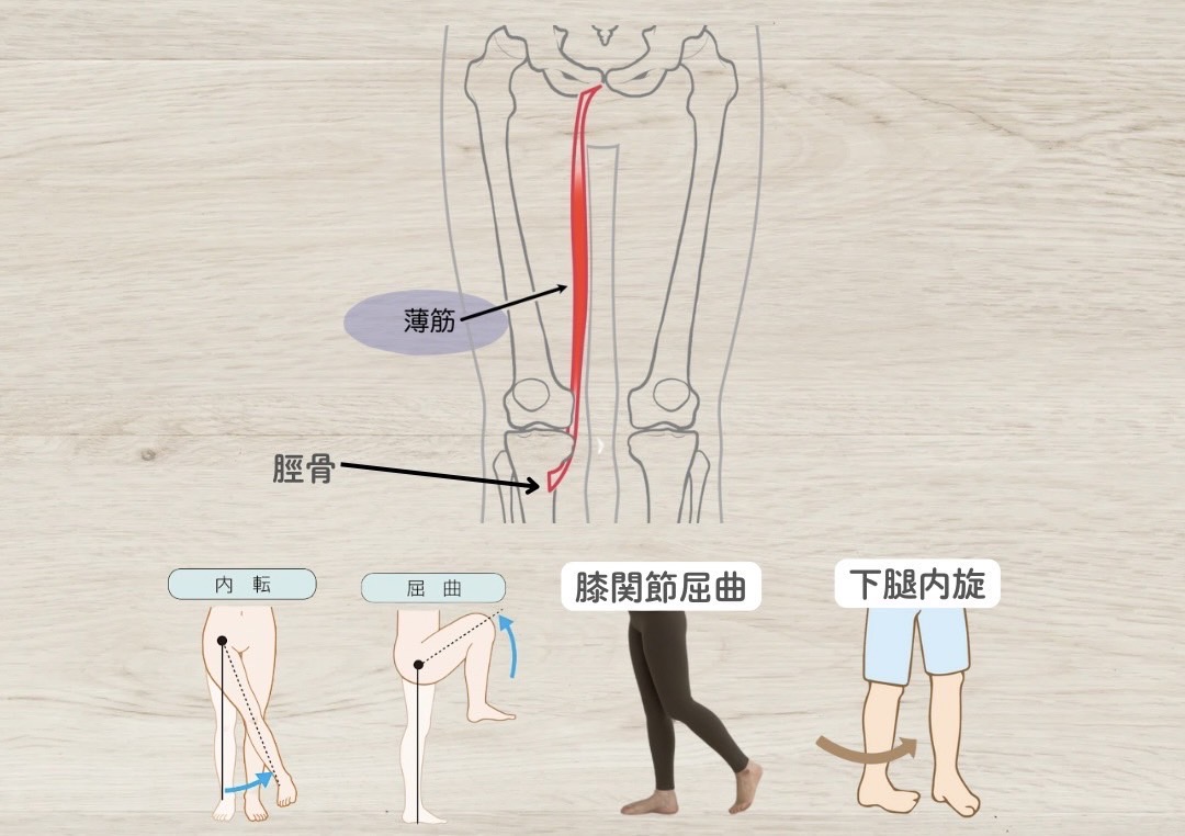 薄筋