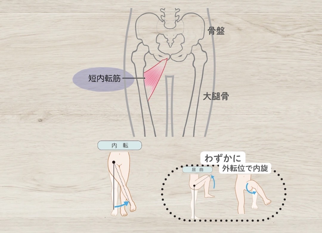 短内転筋