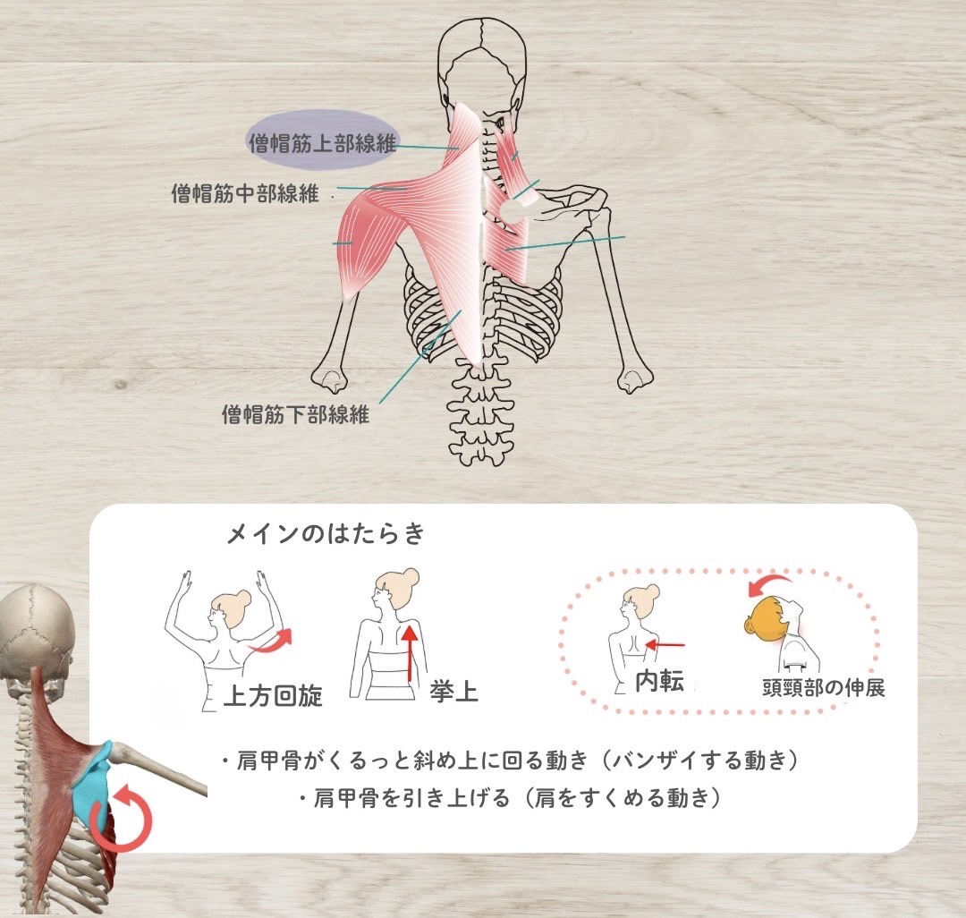 僧帽筋上部線維のはたらき