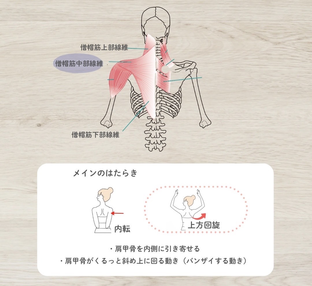 僧帽筋中部線維のはたらき
