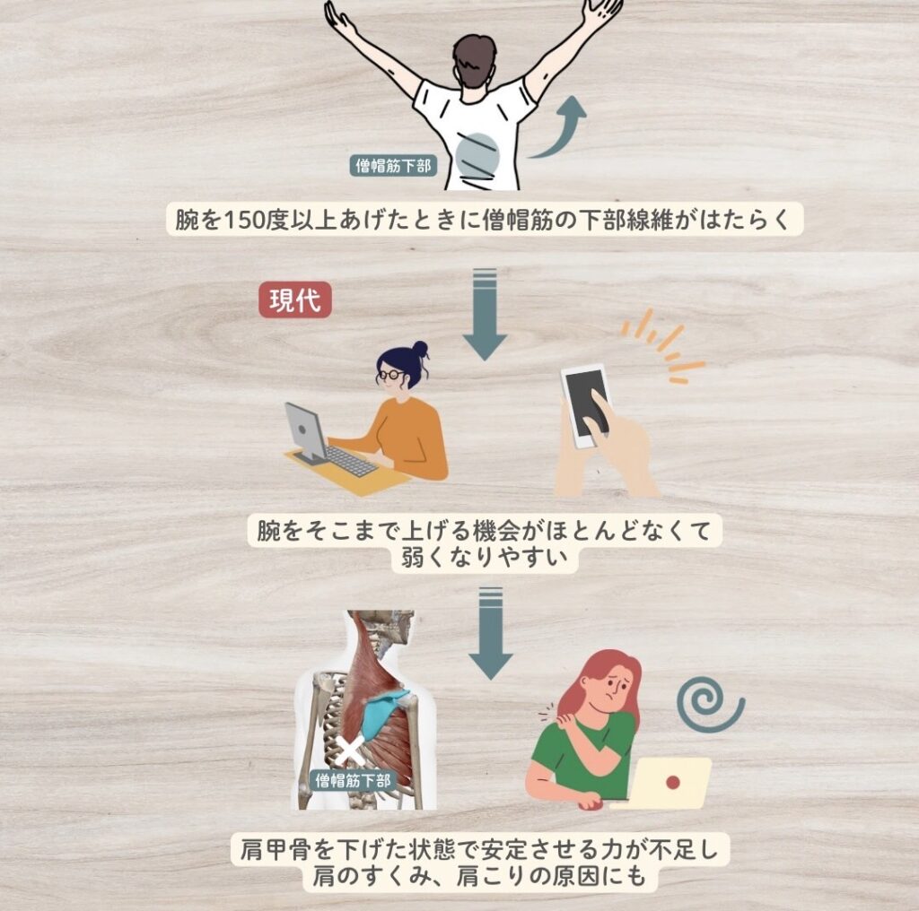 僧帽筋の下部繊維が弱くなりがち