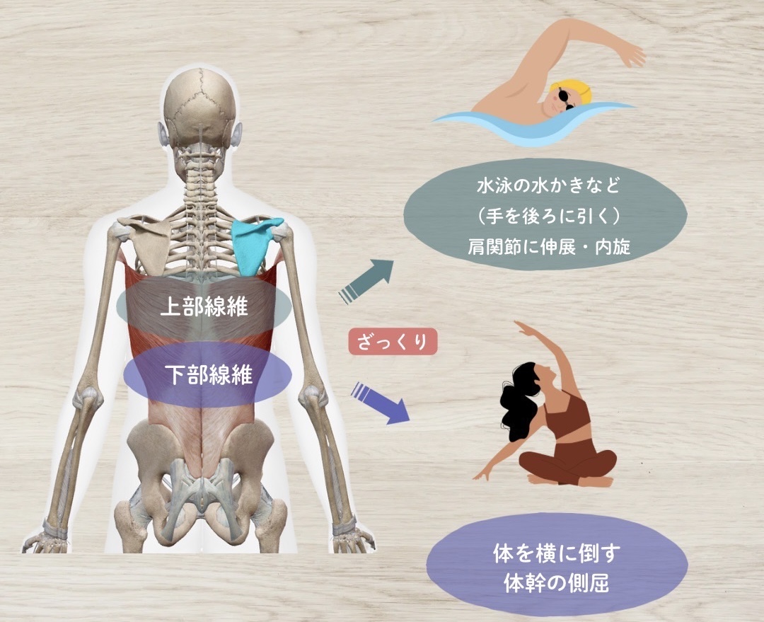 広背筋の2つの線維