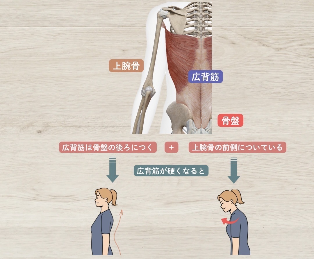 広背筋と姿勢の関係