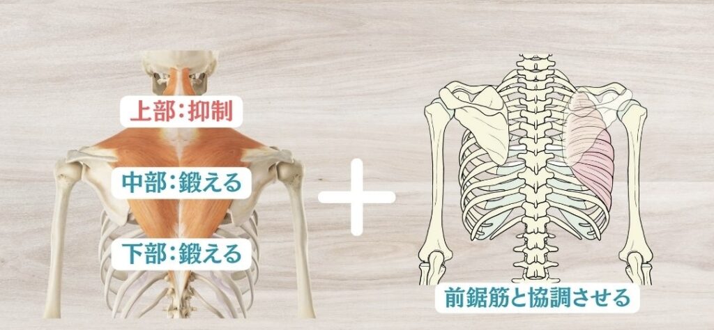 僧帽筋を効かせる時のポイント①