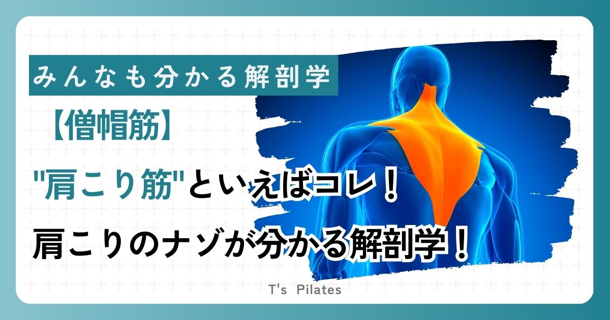 僧帽筋サムネイル