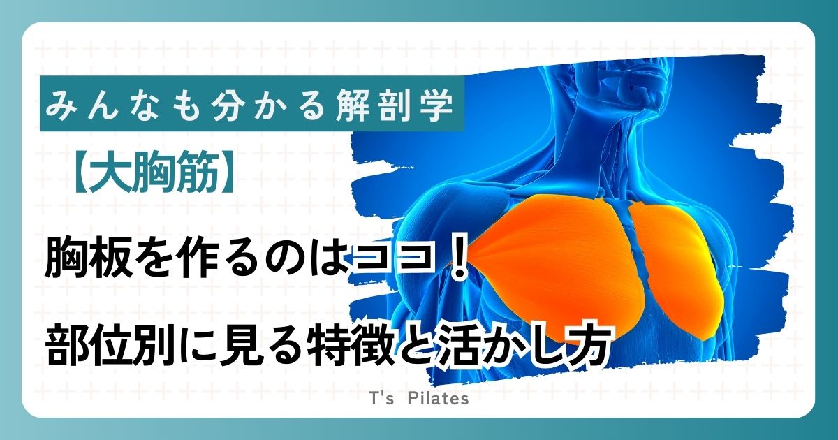 大胸筋サムネイル