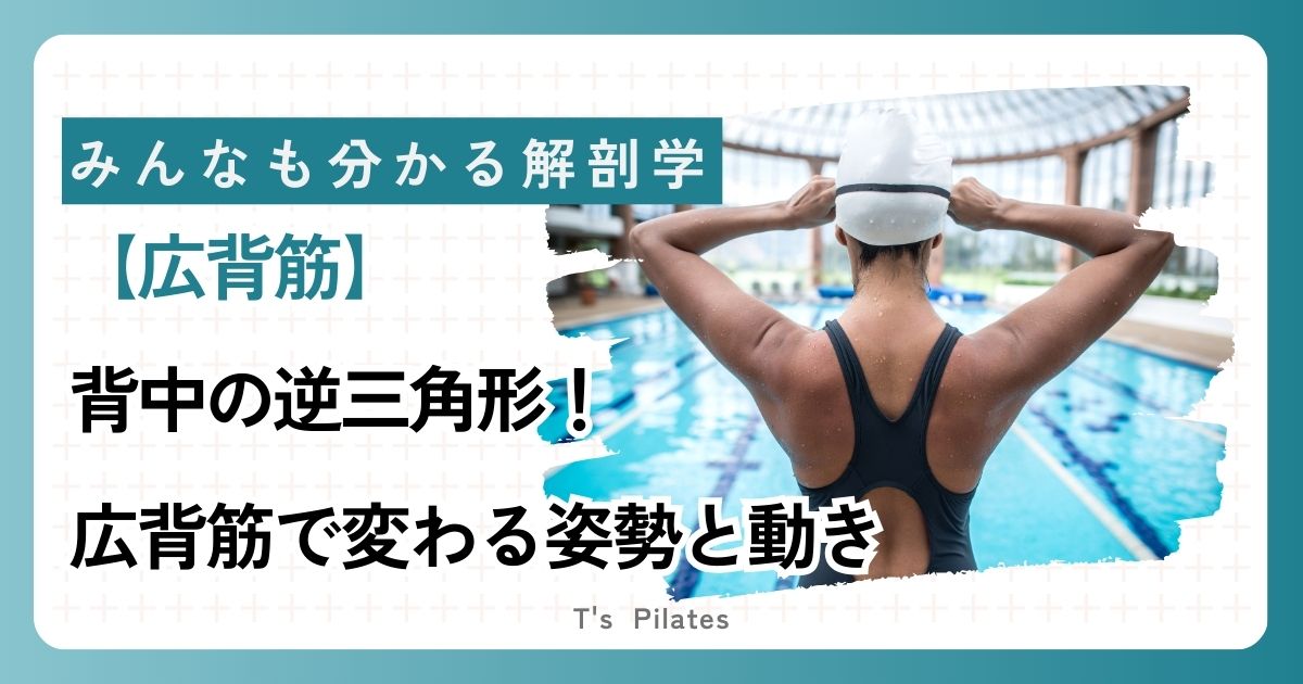 広背筋サムネイル
