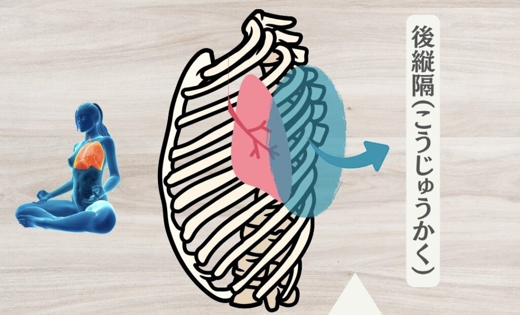 後縦隔(こうじゅうかく)