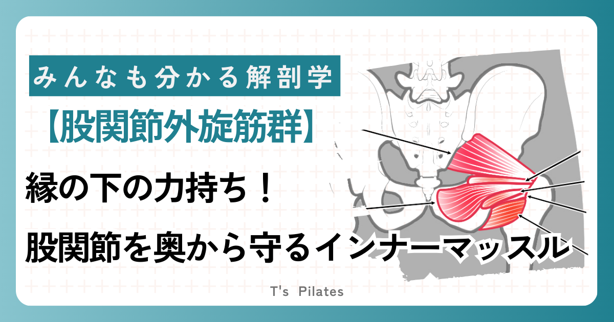 股関節外旋筋群サムネイル
