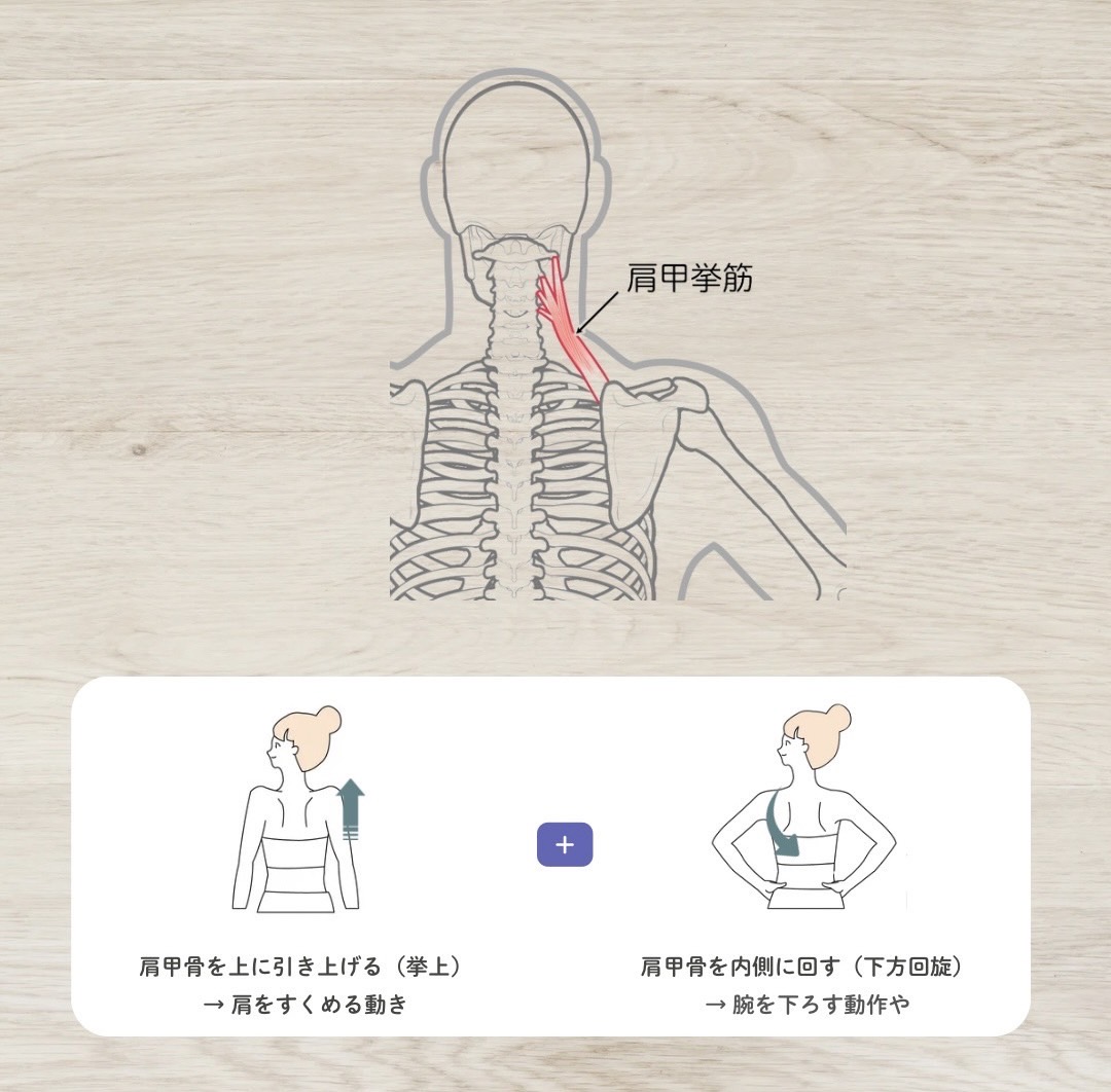 肩甲挙筋の作用