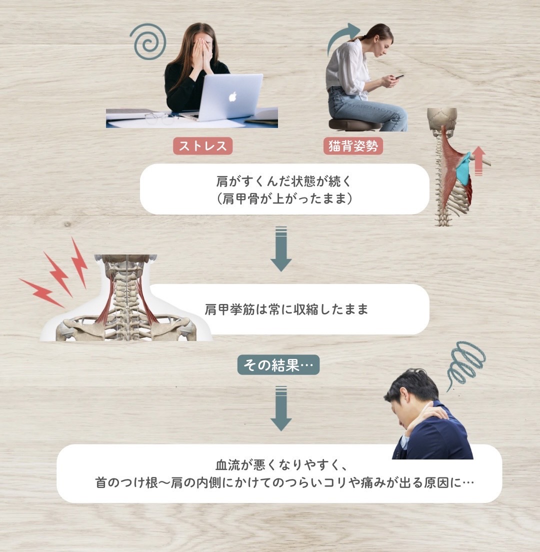 肩甲挙筋と肩こりの関係性