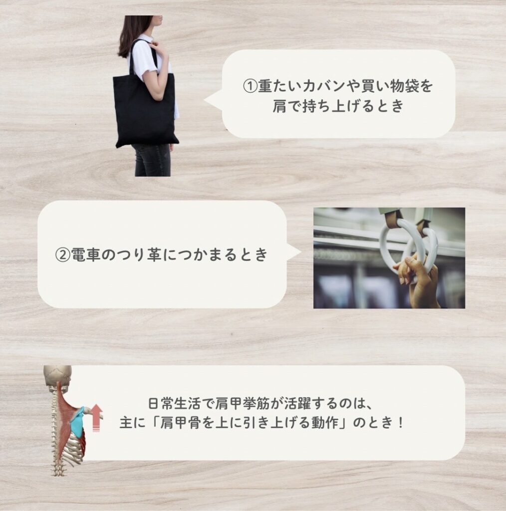 日常生活での肩甲挙筋の活躍