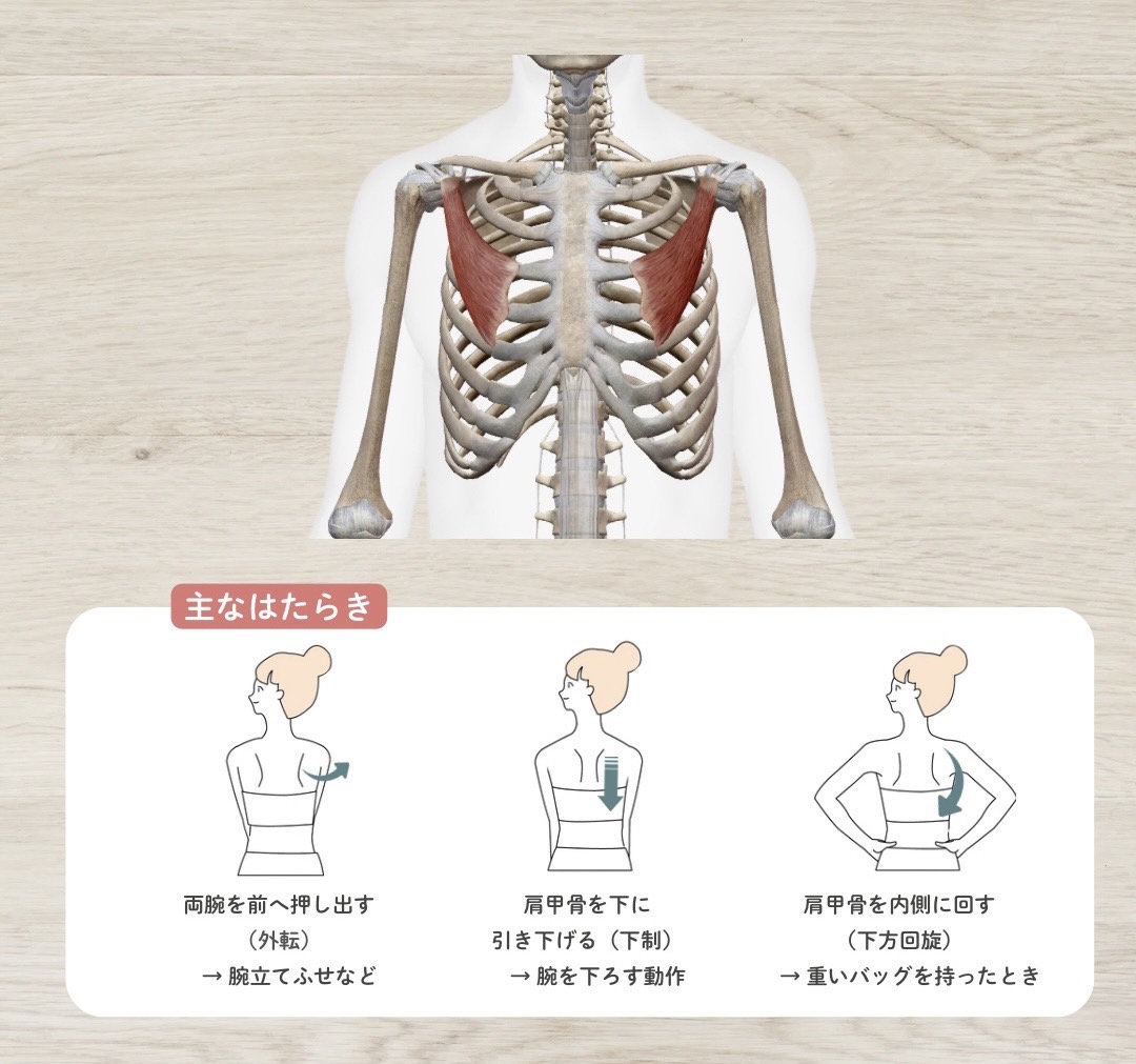 小胸筋の作用