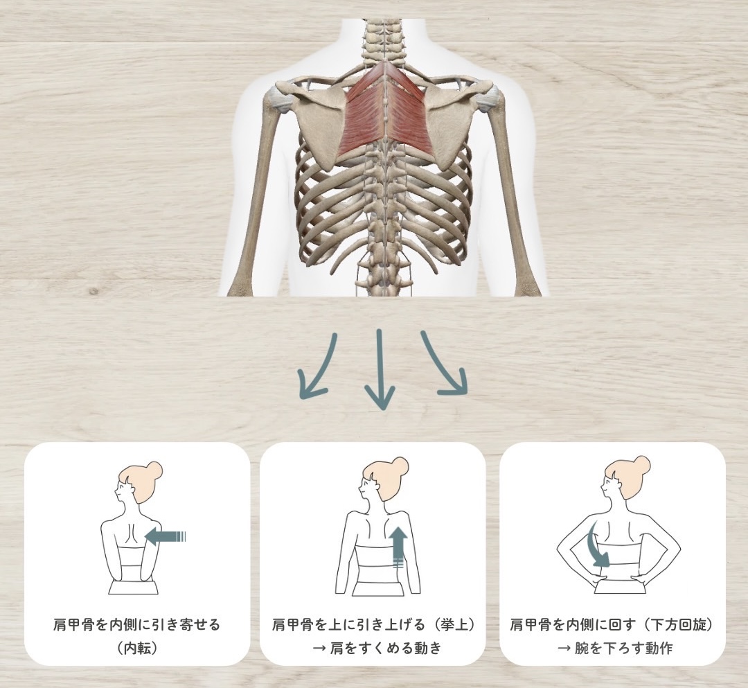 菱形筋の作用