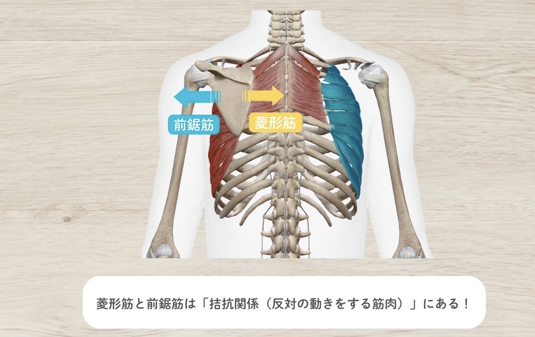 前鋸筋との関係性