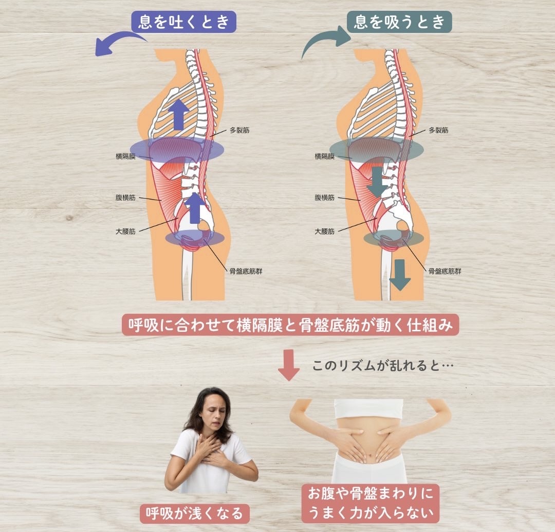 骨盤底筋と呼吸の関係