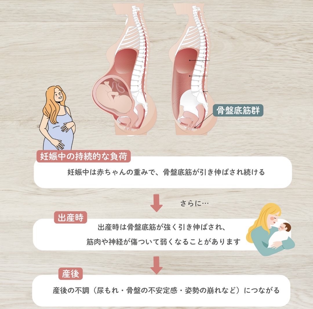 出産と骨盤底筋の関係